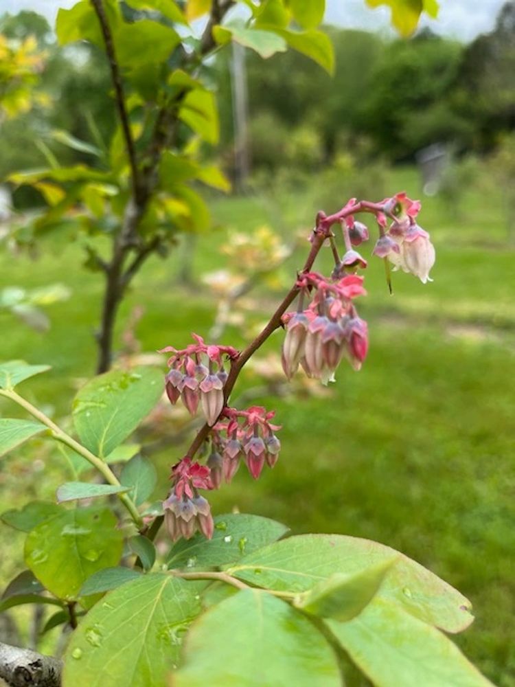 Beulah Land Blueberry Farm UPick Blueberry Farm, Blueberries